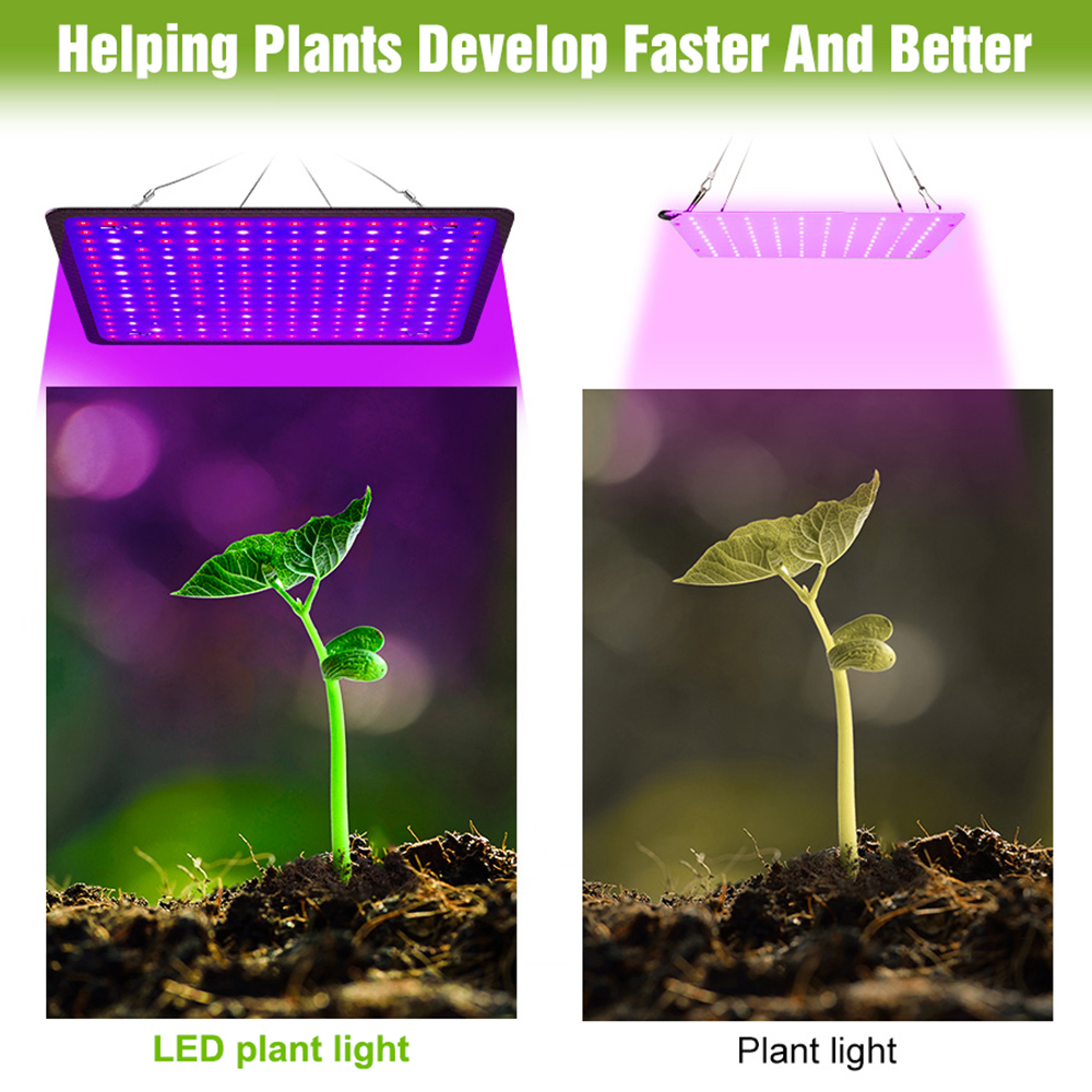 400W LED Grow Light Full Spect - Echeveria Succulent บทวิจารณ์และราคา