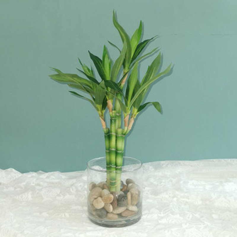 New 40cm rFtificial Lucky Bamb - Echeveria Succulent บทวิจารณ์และราคา