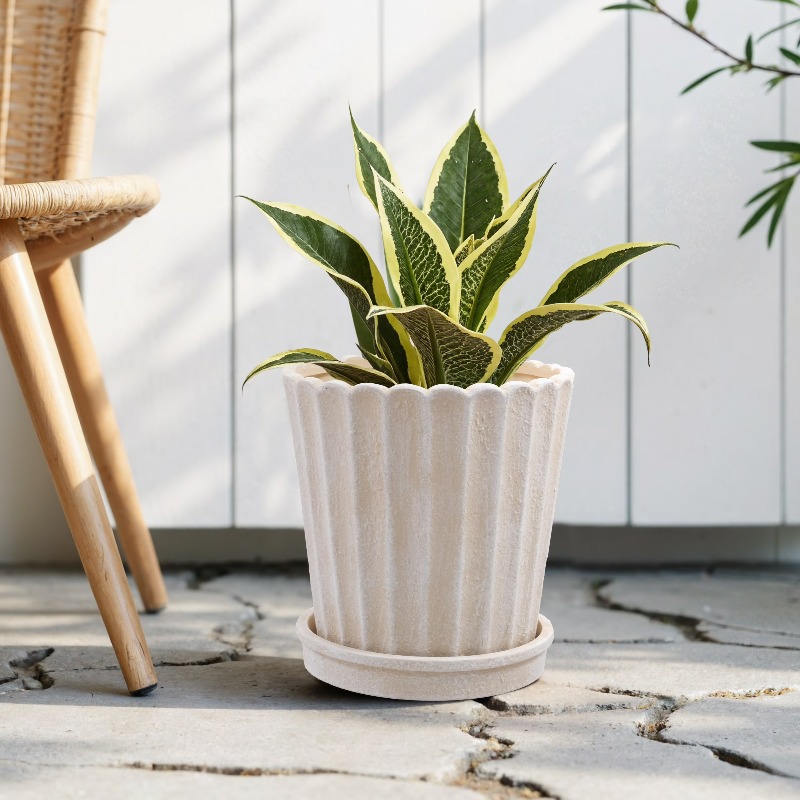 8 Inch Shell Planter Cream Cer - Aloe Vera Pot บทวิจารณ์และราคา