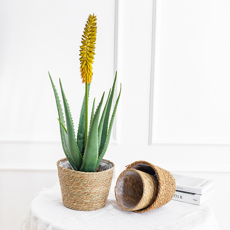 Natural Woven Flower Basket St - Aloe Vera Pot บทวิจารณ์และราคา