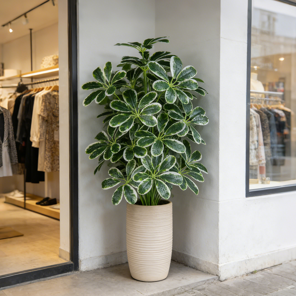 50-75cm Artifficial Maranta Pl - Dracaena Marginata บทวิจารณ์และราคา