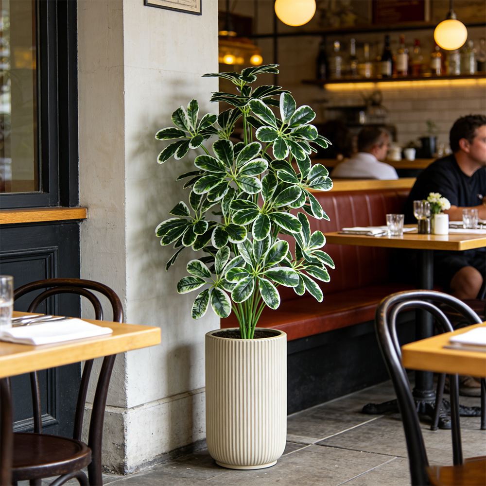 50-75cm Artifficial Maranta Pl - Dracaena Marginata บทวิจารณ์และราคา