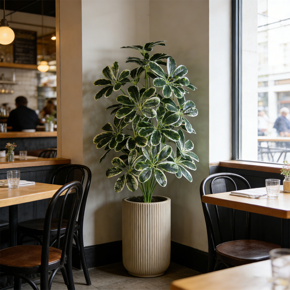 50-75cm Artifficial Maranta Pl - Dracaena Marginata บทวิจารณ์และราคา