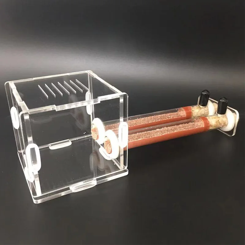 DIY Various Size Ant Farm Bamb - Begonia Rex บทวิจารณ์และราคา