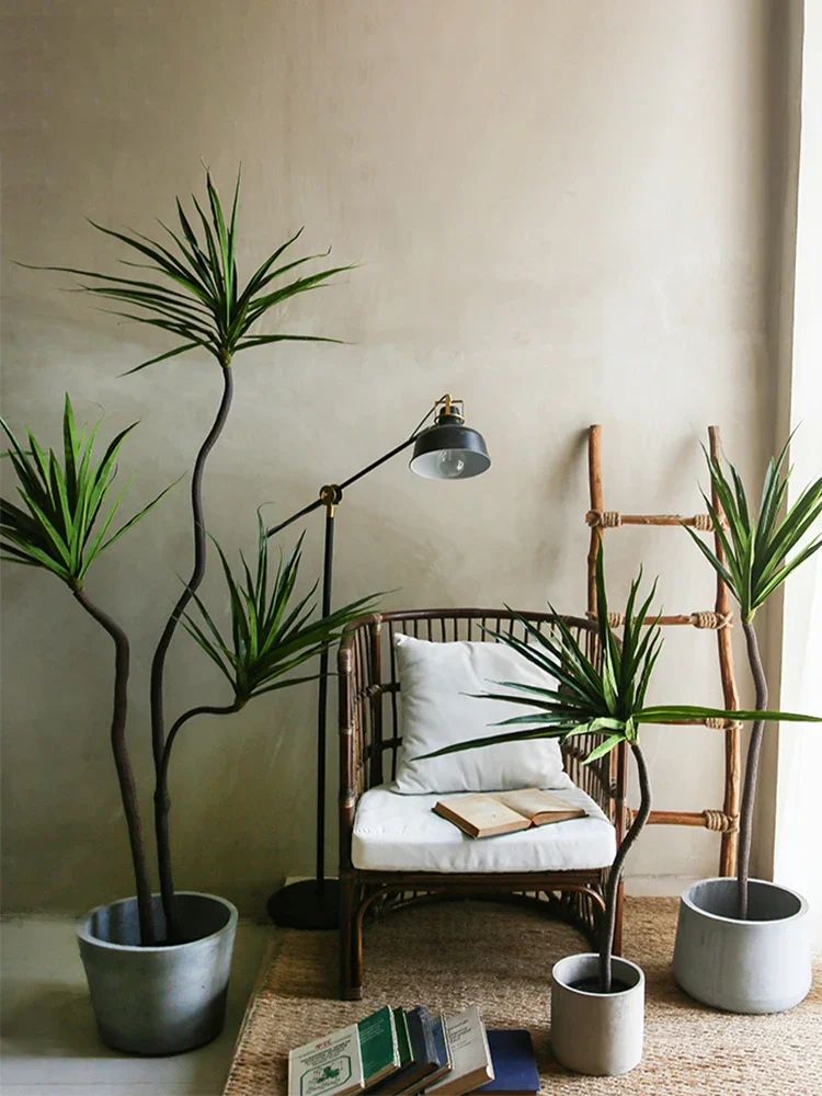 Simulation Plant Dracaena Marg - Dracaena Marginata บทวิจารณ์และราคา