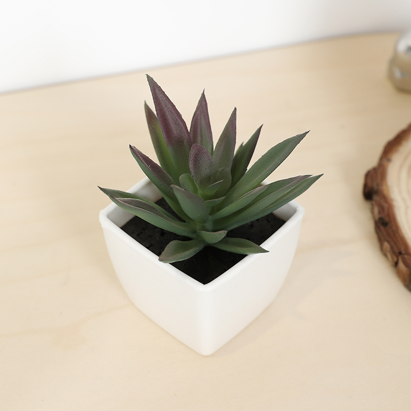 Mini Artificial Succulent Fair - Echeveria Succulent บทวิจารณ์และราคา