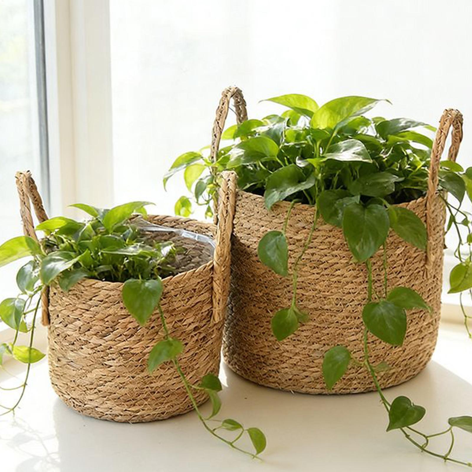 Wicker Plant Basket with Handl - Aloe Vera Pot บทวิจารณ์และราคา